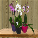https://bonovo.isisflor.com/fileuploads/Produtos/Plantas Naturais/thumb__Isisflor_Choice_Orquidea_02.png